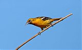 Baltimore Oriole